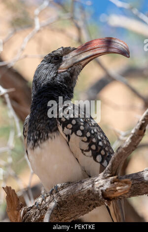 Extreme Kopf Nahaufnahme eines monteiros Hornbill sitzen auf dem Baum, Namibia Stockfoto