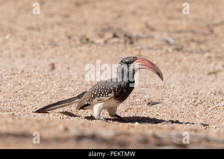 Nahaufnahme eines monteiros Red-billed Hornbill auf Schotter, Namibia Stockfoto