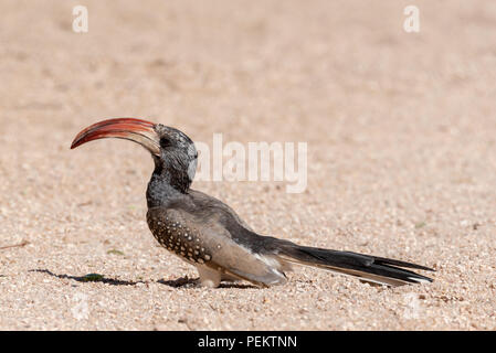 Schöne portrait einer monteiro's Red-billed Hornbill bei hellem Tageslicht, Namibia Stockfoto