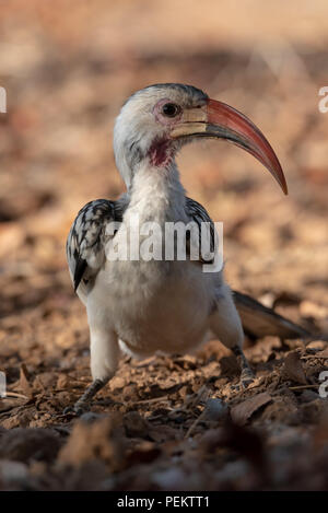 Portrait von Damara Red-billed Hornbill auf der einen Seite neugierig, Namibia Stockfoto