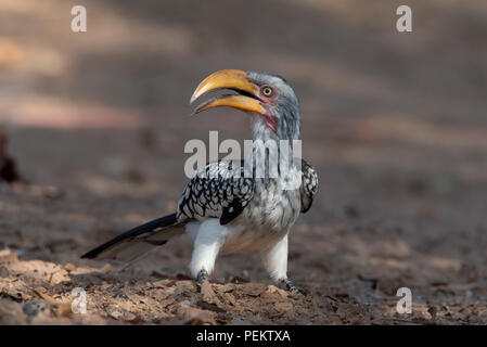 Yellow billed Hornbill nahrungssuche am Boden mit offenem Schnabel Stockfoto