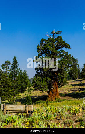 Die Bennett Juniper einer 2000 Jahre alten Baum im Stanislaus National Forest Kalifornien das älteste und größte Wacholder in der Welt Stockfoto