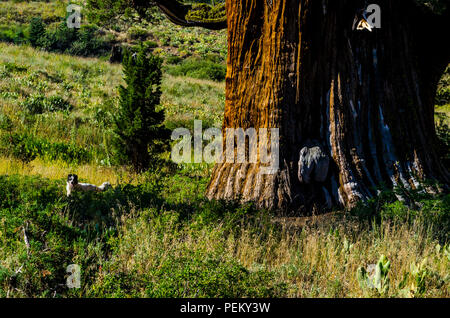 Die Bennett Juniper einer 2000 Jahre alten Baum im Stanislaus National Forest Kalifornien das älteste und größte Wacholder in der Welt Stockfoto