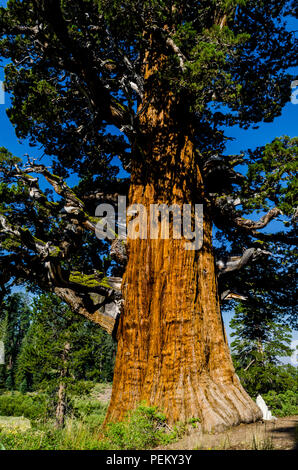 Die Bennett Juniper einer 2000 Jahre alten Baum im Stanislaus National Forest Kalifornien das älteste und größte Wacholder in der Welt Stockfoto