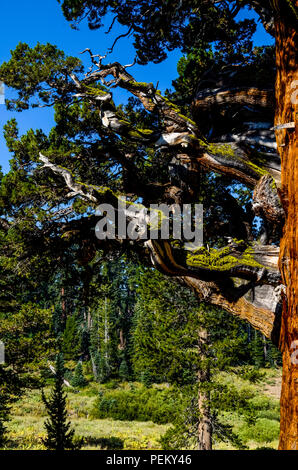 Die Bennett Juniper einer 2000 Jahre alten Baum im Stanislaus National Forest Kalifornien das älteste und größte Wacholder in der Welt Stockfoto