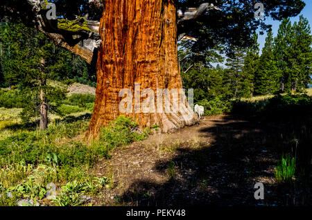 Die Bennett Juniper einer 2000 Jahre alten Baum im Stanislaus National Forest Kalifornien das älteste und größte Wacholder in der Welt Stockfoto