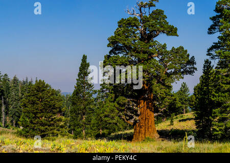 Die Bennett Juniper einer 2000 Jahre alten Baum im Stanislaus National Forest Kalifornien das älteste und größte Wacholder in der Welt Stockfoto