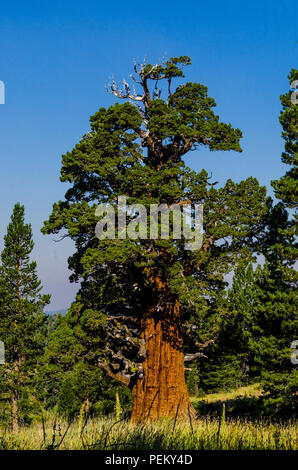 Die Bennett Juniper einer 2000 Jahre alten Baum im Stanislaus National Forest Kalifornien das älteste und größte Wacholder in der Welt Stockfoto