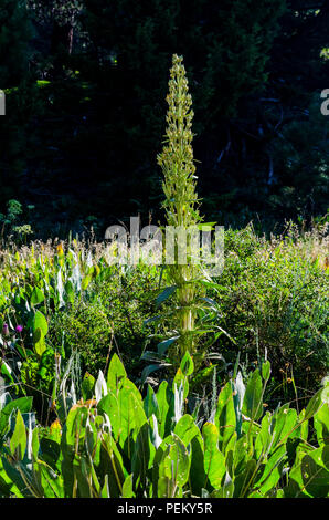 Grüne Enzian (Gentianaceae frasera) wachsen in der Adler Wiese Bereich des Stanislaus National Forest Sierra Nevada Berge Kalifornien USA Stockfoto