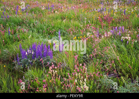 Blühende Wildblumen einschließlich red Prairie Rauch, lila Lupin, und Gelb Oregon Sonnenschein Teppich der Zumwalt Prairie in der NE Oregon Wallowa County. Stockfoto