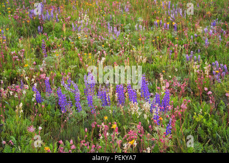 Blühende Wildblumen einschließlich red Prairie Rauch, lila Lupin, und Gelb Oregon Sonnenschein Teppich der Zumwalt Prairie in der NE Oregon Wallowa County. Stockfoto