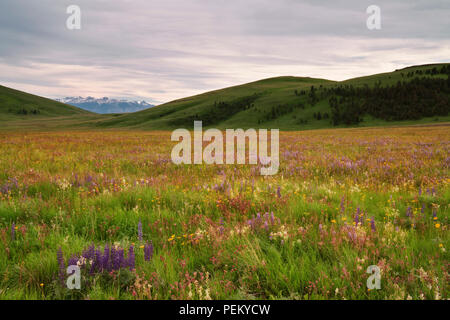 Am Abend Licht taucht der Teppich der blühenden Frühling Wildblumen auf der Zumwalt Prairie in der NE Oregon Wallowa County. Stockfoto