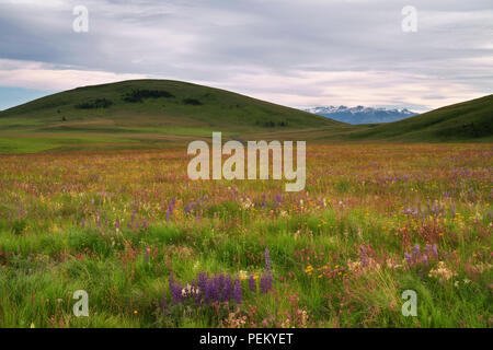 Am Abend Licht taucht der Teppich der blühenden Frühling Wildblumen auf der Zumwalt Prairie in der NE Oregon Wallowa County. Stockfoto