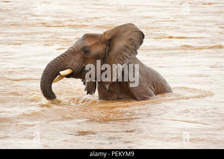 Junger Elefant Abkühlung im Wasser des Ewaso Nyiro River (uaso), Samburu Game Reserve, Kenia Stockfoto