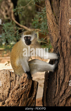 Schwarz-faced Meerkatze saß auf Baumstumpf, Samburu Game Reserve, Kenia Stockfoto