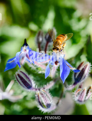 Biene auf Blume Borretsch, Australien, Ansicht schließen Stockfoto