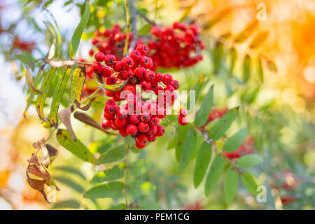 Red Mountain Ash auf einem Zweig, Makro Foto mit selektiven Fokus. herbstlich bunte Rote rowan Zweig. rote reife Rowan berry Branch. Bündel von Orange ashberry Stockfoto