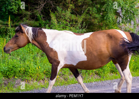 Ein einsamer braunen und weißen Pferd ohne Sattel und Zaumzeug geht entlang der Straße in den Bergen des Altai auf dem Gras Stockfoto