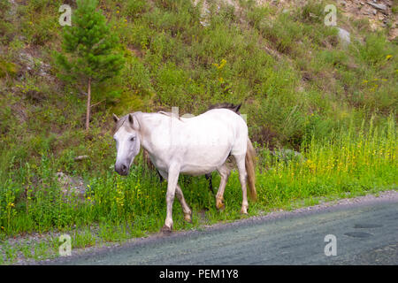 Ein einsames weißes Pferd ohne Sattel und Zaumzeug geht entlang der Straße in den Bergen des Altai auf dem Gras Stockfoto