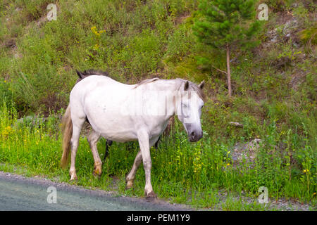 Ein einsames weißes Pferd ohne Sattel und Zaumzeug geht entlang der Straße in den Bergen des Altai auf dem Gras Stockfoto