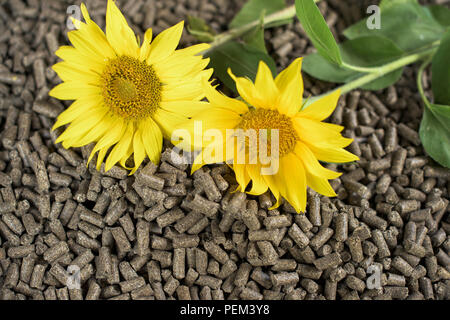 Pellets aus Biomasse - renewble Energie Stockfoto