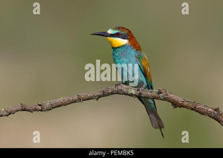 Europäische Bienenfresser (Merops apiaster) auf Ast sitzt, Nationalpark Neusiedler See, Burgenland, Österreich Stockfoto