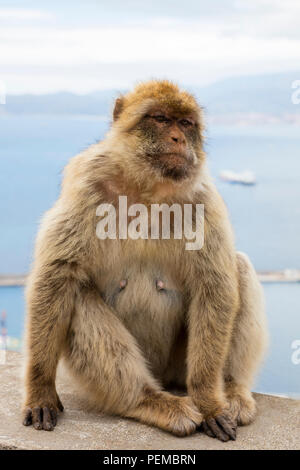Barbary macaque (Macaca sylvanus), Gibraltar, Vereinigtes Königreich Stockfoto
