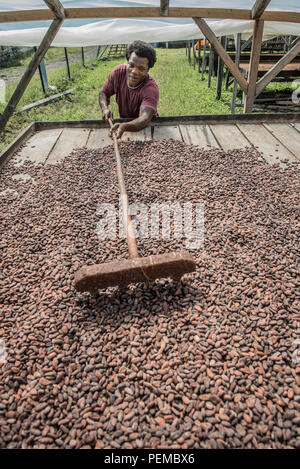 Ein Arbeitnehmer wird Kakaobohnen mit einer Harke zu trocken gelegt, Roça Monte Forte, Neves, São Tomé und Príncipe Stockfoto