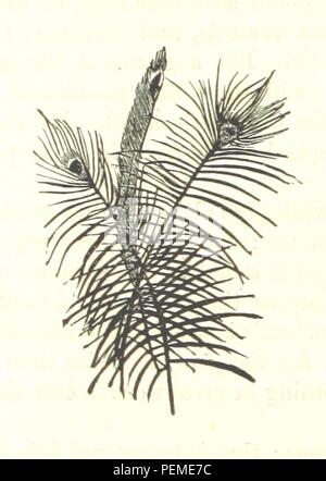 Historisches Archiv Bild von Seite 206 "[Werke übernommen. Beliebte edition.] 2 Serie Stockfoto