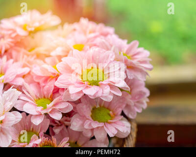 Schönes blühende Rosa und Gelb Daisy Blumen mit Wasser nach dem Regen auf grüne Natur Hintergrund mit kopieren. Stockfoto