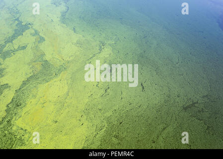 Grüne Algen und Cyanobakterien auf der Oberfläche des Flusses. Blüte Wasser als Hintergrund- oder Textur Stockfoto