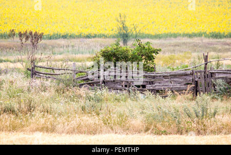 Feld mit Sonnenblumen und Weizen. Sommer Feld. Alten Zaun im Feld Stockfoto
