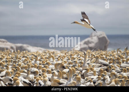 Bird Island Nature Reserve in Lambert's Bay, Western Cape Provinz, in Südafrika, ist ein wichtiger Brutplatz für Seevögel, besonders Kap Tölpel. Stockfoto