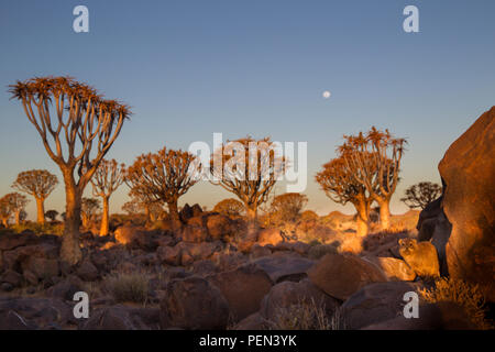 Klippschliefer, Procavia capensis, inmitten Köcherbäume, Aloidendron dichotomum, am malerischen Köcherbaumwald, Keetmanshoop,! Karas Region, Namibia. Stockfoto