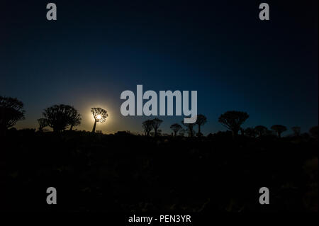 Mond und Silhouette Köcherbäume, Aloidendron dichotomum, im malerischen Köcherbaumwald, Keetmanshoop,! Karas Region, Namibia. Stockfoto