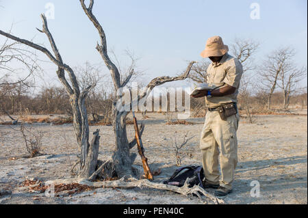 Ein Ranger Führungen einen Busch gehen und erkennt Bäume im Ongava Game Reserve, Kunene Region, Namibia. Stockfoto