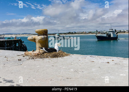 Bird Island Nature Reserve in Lambert's Bay, Western Cape Provinz, in Südafrika, ist ein wichtiger Brutplatz für Seevögel, besonders Kap Tölpel. Stockfoto