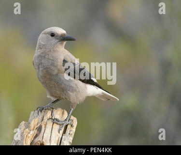 Clark's Nussknacker (nucifraga Columbiana), Lake County Oregon Stockfoto