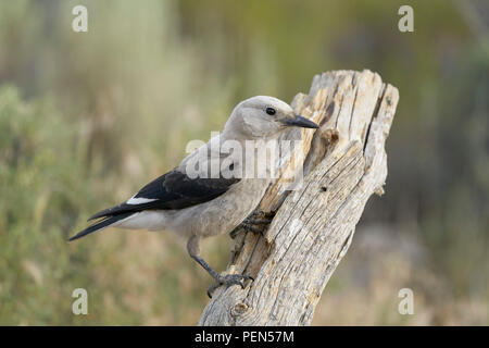 Clark's Nussknacker (nucifraga Columbiana), Lake County Oregon Stockfoto