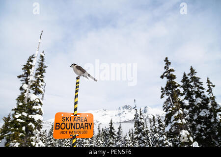 Whisky Jack Vogel auf einem Ski Grenze mit Blackcomb Mountain im Hintergrund sitzen. Stockfoto