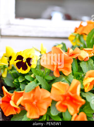 Schöne Stiefmütterchen Blumen in einem Blumentopf. Closeup erschossen. Stockfoto