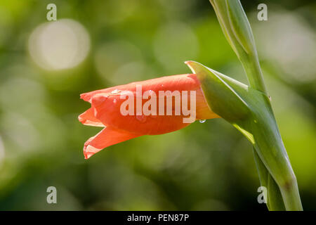 Bild eines geschlossenen roten gladiolus Knospe mit Tautropfen Stockfoto