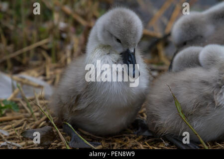 Foto eines Jungen niedlich Mute swan Signet auf dem Nest Stockfoto