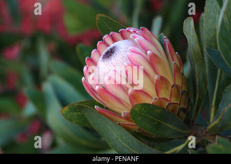 Nahaufnahme von rosa Protea Blume Blüte mit Natur Hintergrund Stockfoto