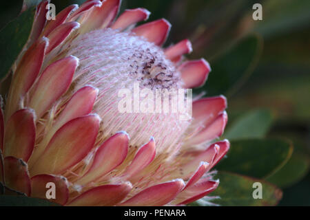 Makro der Blüte Protea Blume, auch als sugarbush Blume bekannt. Stockfoto