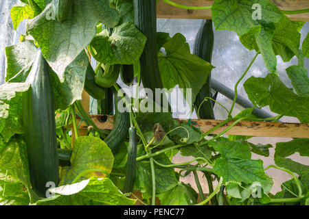 Gurken Pflanze wachsen in einem polytunnel. Stockfoto