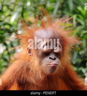 Junge Orang-utan in Singapur Zoo während der Fütterung, braucht ein Haarschnitt! Stockfoto