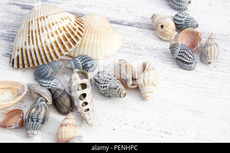 Muscheln auf einem weißen Holz- Hintergrund Stockfoto