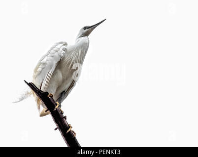 Seidenreiher (Egretta garzetta), Yarkon Park, Tel Aviv, Israel Stockfoto