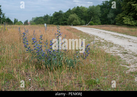 Der Viper bugloss, geschützte Landschaft, hainberg, Oberasbach, Fürth, Nürnberg, fränkische Sanddünen, Bayern, Deutschland, (Echium vulgare) Stockfoto